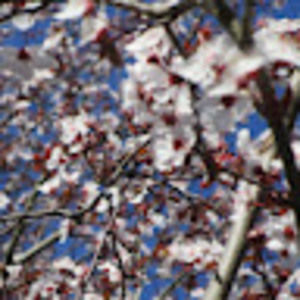 Meet your Posher, Skye